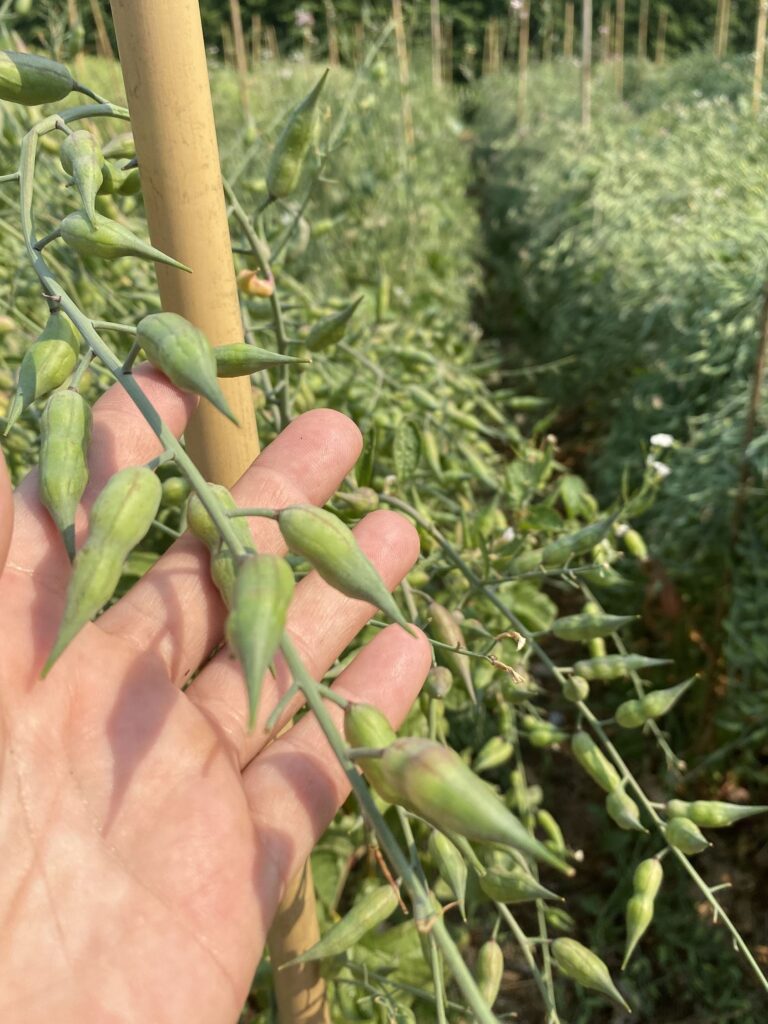 A close up of a a bean plant - almost ready for harvest.