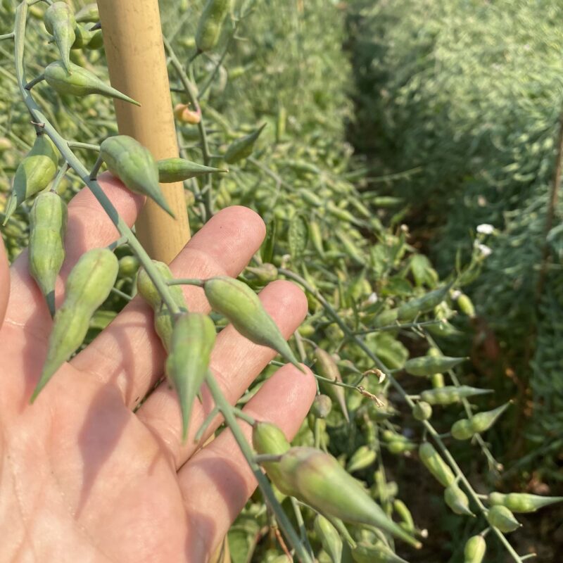 A close up of a a bean plant - almost ready for harvest.